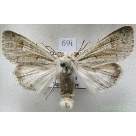 Ammoconia caecimacula (Denis & Schiffermüller, 1775) Czech69i